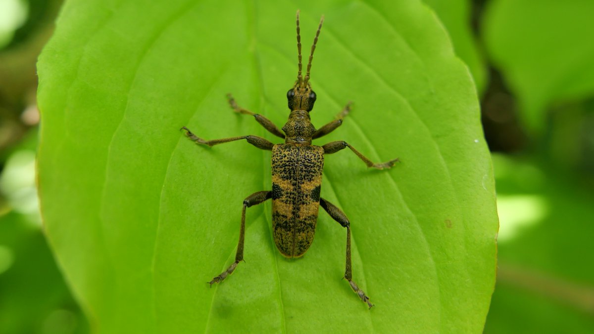Simon Knott (@sjbknott) on Twitter photo Rhagium mordax today in Bengeo garden, magnificent longhorn beetle associated particularly with Oak. <a href="/NLonghornRS/">National Longhorn Beetle Recording Scheme</a> <a href="/hertsbna/">BNA – Herts branch</a> #saproxylic Rhagium mordax today in Bengeo garden, magnificent longhorn beetle associated particularly with Oak. <a href="/NLonghornRS/">National Longhorn Beetle Recording Scheme</a> <a href="/hertsbna/">BNA – Herts branch</a> #saproxylic