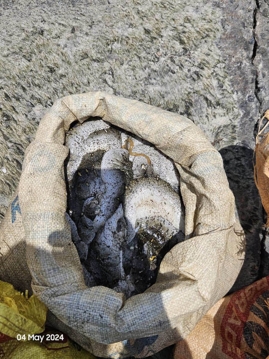 @IndiaCoastGuard station #Mandapam recovered 97 kg of endangered sea cucumbers from North #Vedalai sea shore in Palk Strait. These precious species, protected under Wildlife Protection Act 1972, handed over to TN Forest Dept. for conservation efforts #WildlifeProtection…