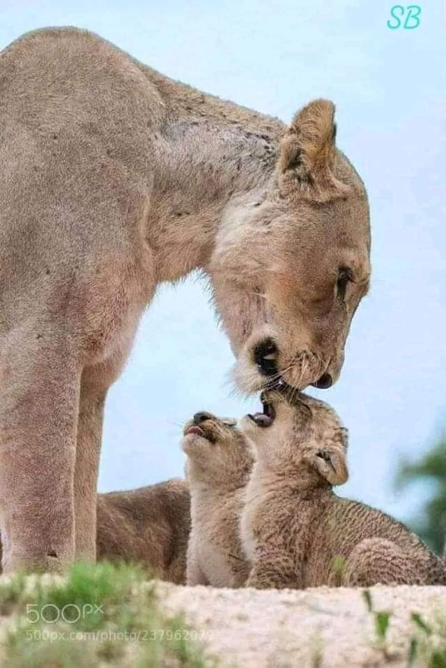 Absolutely stunningly gorgeous
Best Photo of The Day!💖
.
.
.
.
#bestphotochallenge
#BestPhotographyChallengeio
#picturechallenge
#wildanimal
#animals
#photo
#challenge
#photographychallenge
#picture
#picoftheday
#photographerforhire
#photoshoot
#photochallenge