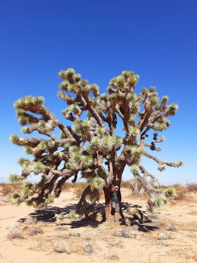 4,200 Joshua trees are scheduled to be removed are replaced by solar panels for the Aratina Solar Project near Boron, CA in June of this year.  They will not be salvaged but funds based on the size of the tree will be placed in a mitigation bank.