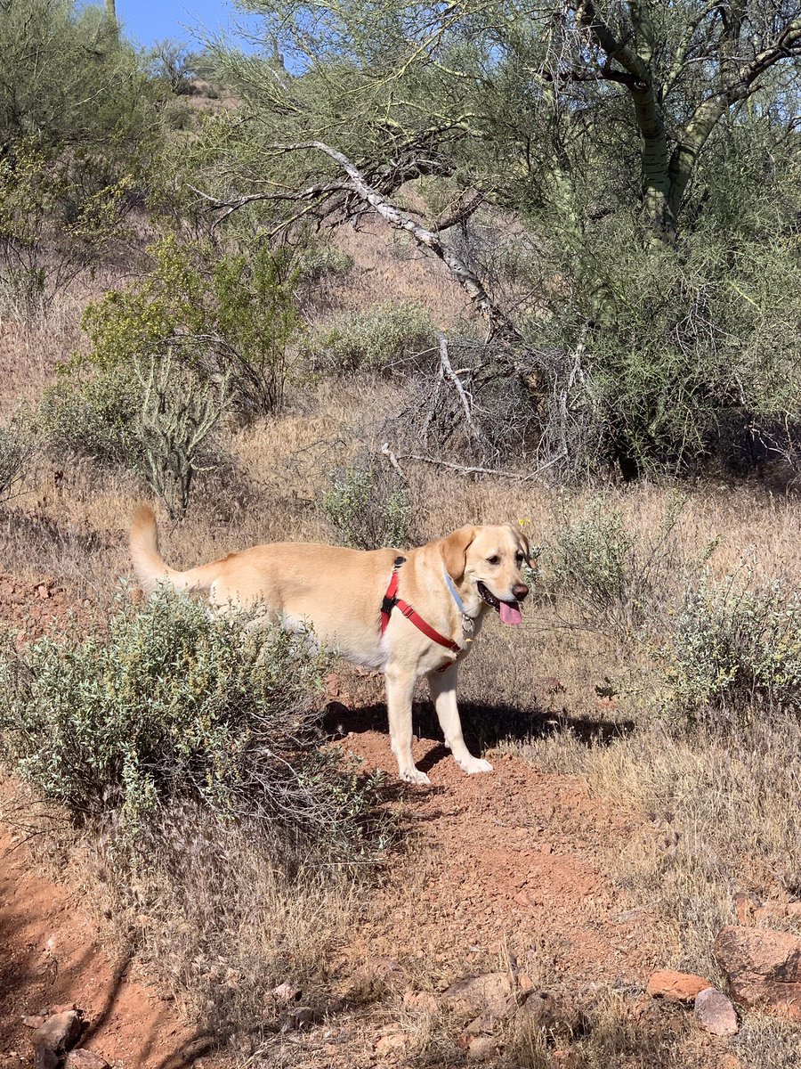 Kino and I hiked out near the Salt River this morning. We started at the dirt lot along the drive into Coon Bluff, which was full of horses and horse trailers. Kino gave the horses wide berth.