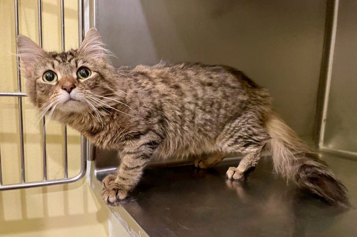 Too cute for words alert! This newbie is cautious but oh-so-curious. And obviously gorgeous! 💖Stay tuned for more info - just had to go ahead & post the adorb pix! #cats #kittens #adopt #va #dc #virginia #caturday #SaturdayVibes #saturday #KittyTwitter #cute #love #luv #noVA