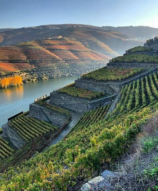 #Douro River and its banks, with the famous terraced vineyards, where the grapes that give rise to the famous #Portwine are produced. 🍇🍷