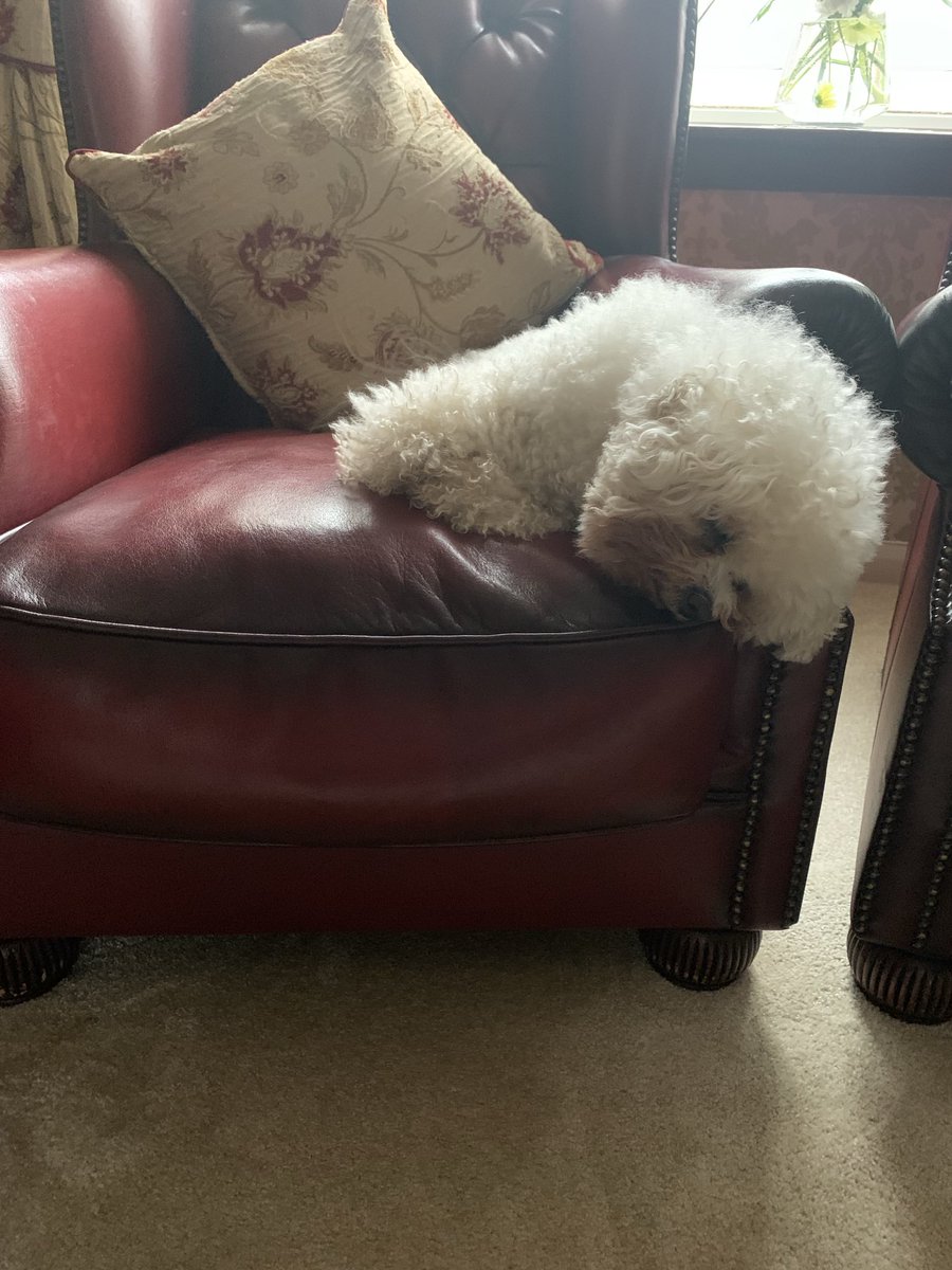 2020⬇️. 2024⬇️. #habits #bichon