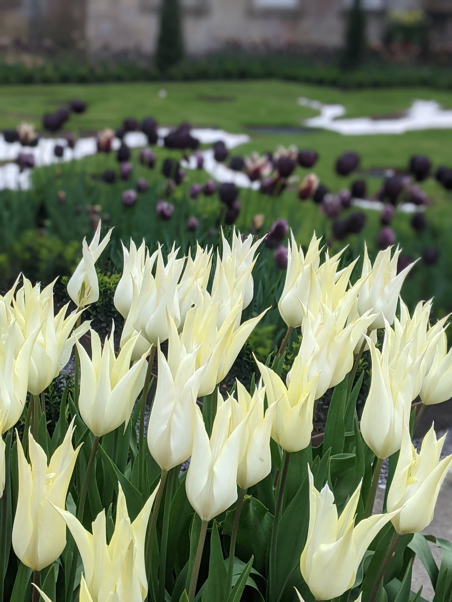 The new Dyrham Park tulip has burst into flower in pots around the parterre. An elegant bloom, the flower was developed in collaboration with @GardenCentre and is inspired by the shape of a lily leaved lamp bracket from the house’s collection. bluediamond.gg/national-trust 📷Helen R