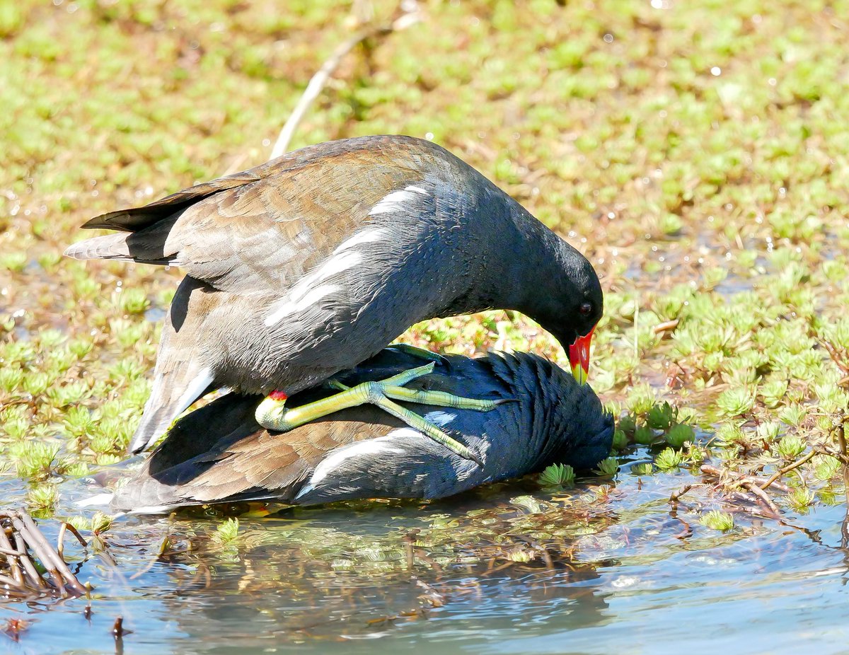 Moorhens making moorhens.
At cosmeston lakes today.

#TwitterNatureCommunity 
#TwitterNaturePhotography 
#BirdsSeenIn2024 @BBCSpringwatch #birding
#NatureTherapy🏴󠁧󠁢󠁷󠁬󠁳󠁿