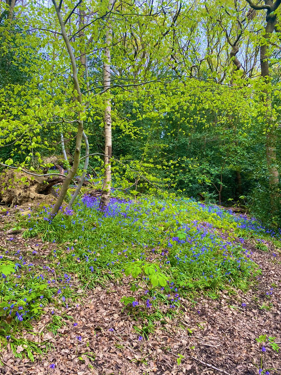 Sheffield’s gorgeous bluebells 💜