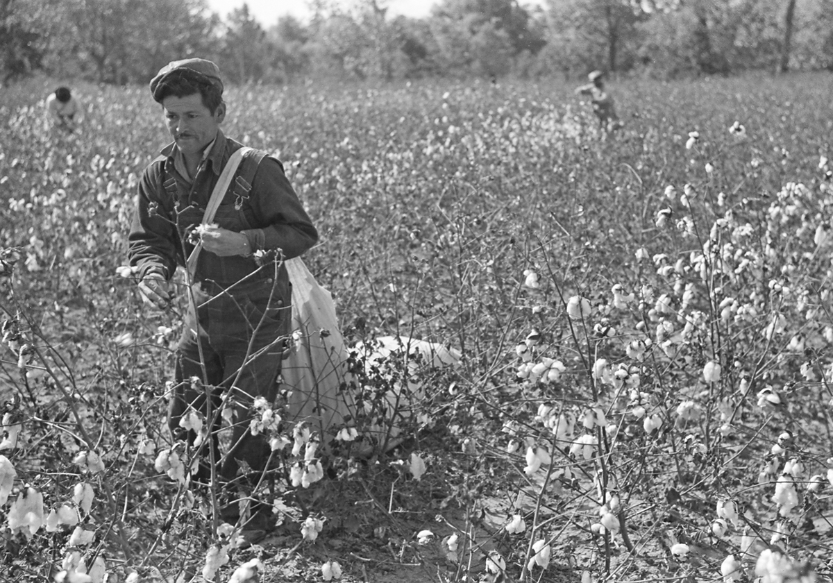 A migrant worker from Texas picks cotton in Mississippi, 1939. Working like this all day, day in, day out, with little hope of anything better would be a harsh life, indeed. I am thankful to have been born in a time of air conditioning and relative prosperity.