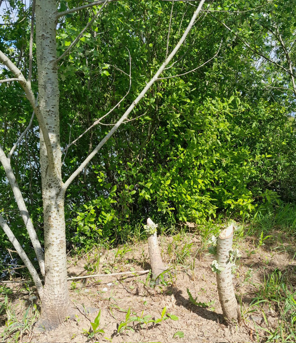 davidantoine39's tweet image. Vous l'attendiez avec impatience, voici le numéro 2 de la série #EDAF (#ElaborationDesAménagementsForestiers)
Dans cet épisode de vis ma vie d'aménagiste, il sera question de régénération, de paysage, de scierie et de loi
#sylviculture
#douglas
#couperase