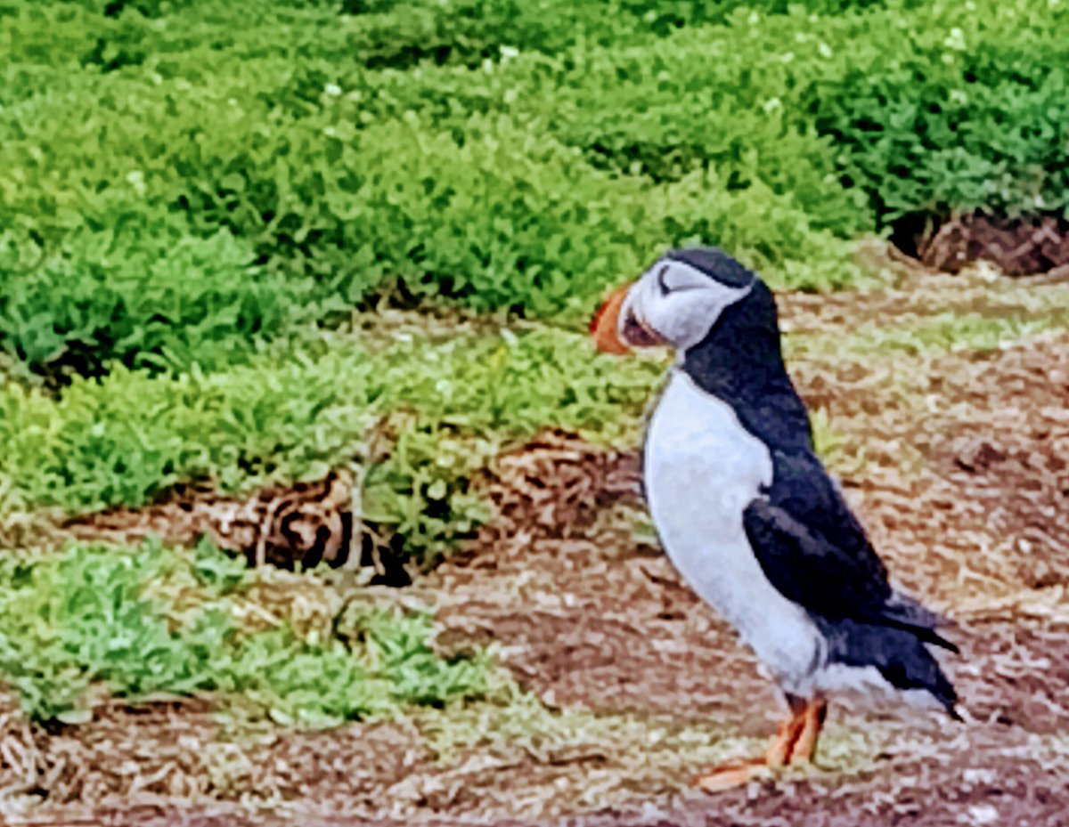 Lovely day filming at @NTFarneIslands Thanks to @thefarneislands