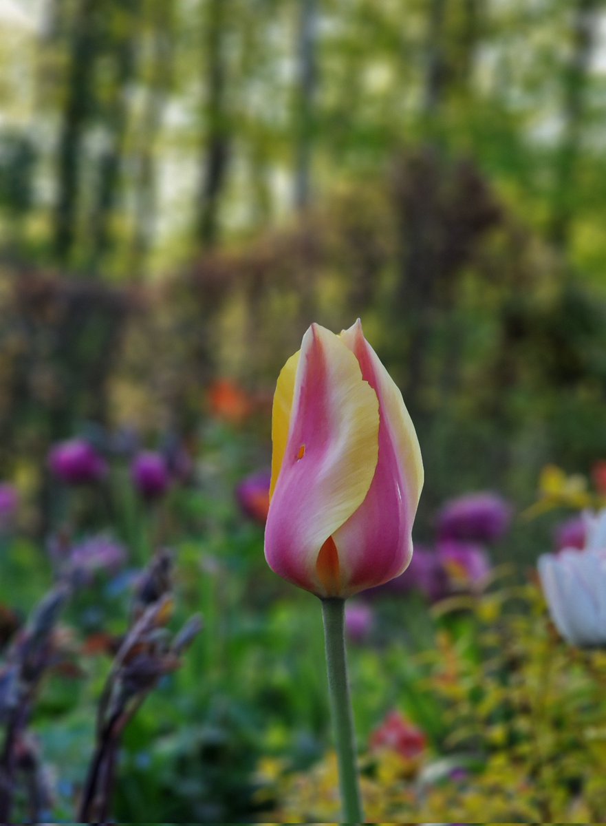 Can't remember the name of this Tulip, but it's rather pretty don't you think.... 🌷❤️ #tulips #Flowers