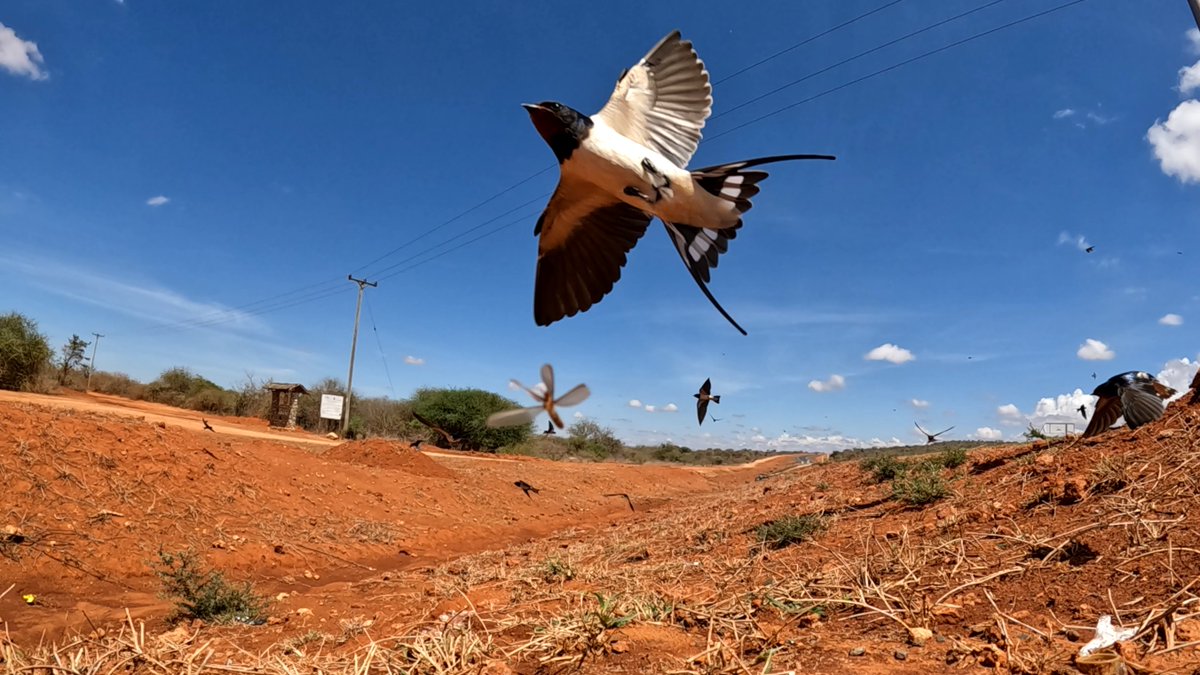 Tsavo swifts #birdwatchingkenya