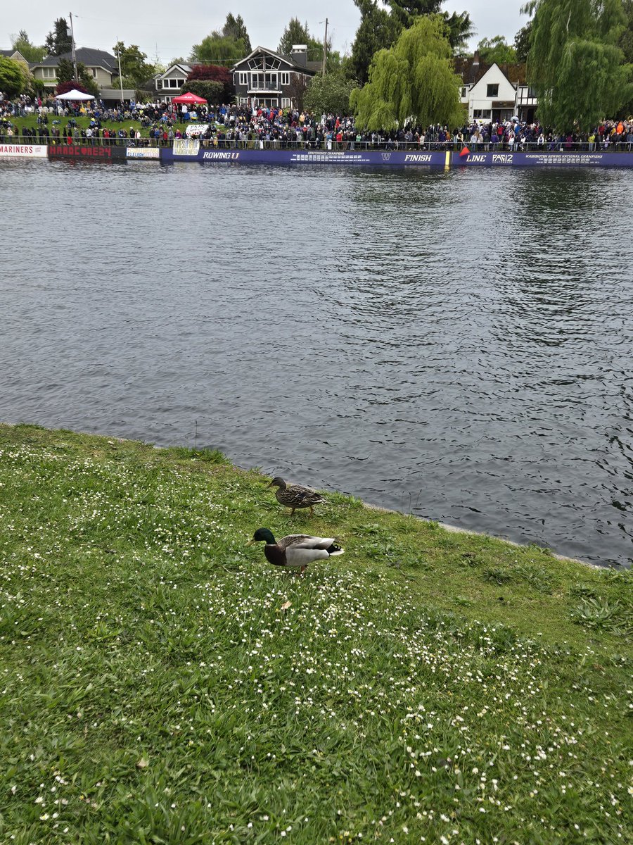 Couple of ducks looking for a Natty...or even a win here at the Windermere Cup.