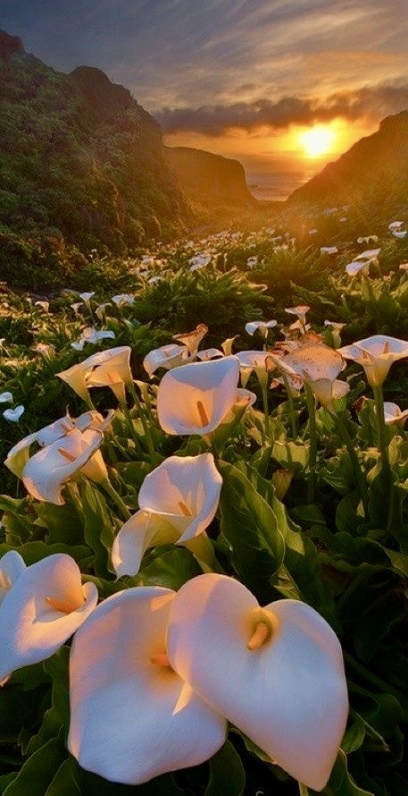good morning from California!
Calla Lily Valley in the Big Sur of California ..