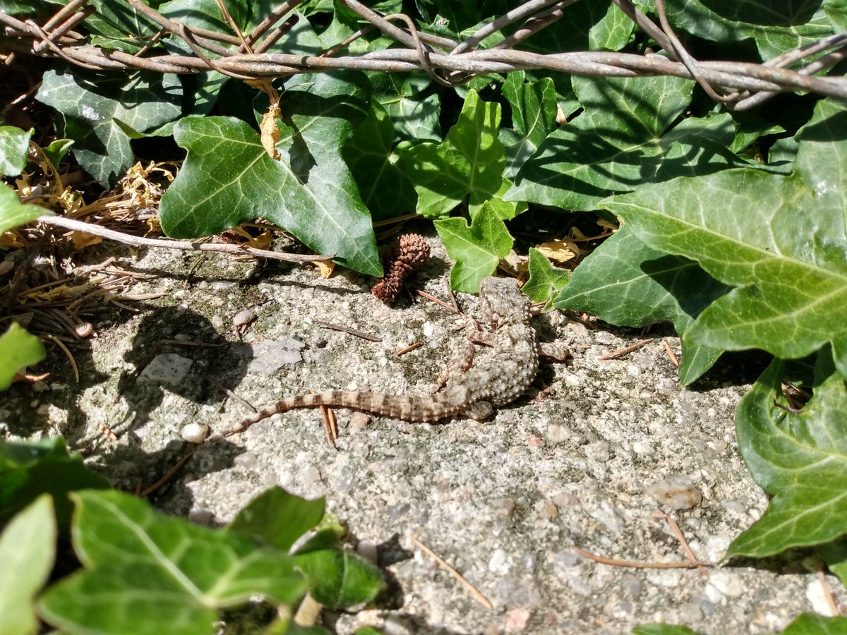 DGCerdeno's tweet image. Bye Liz