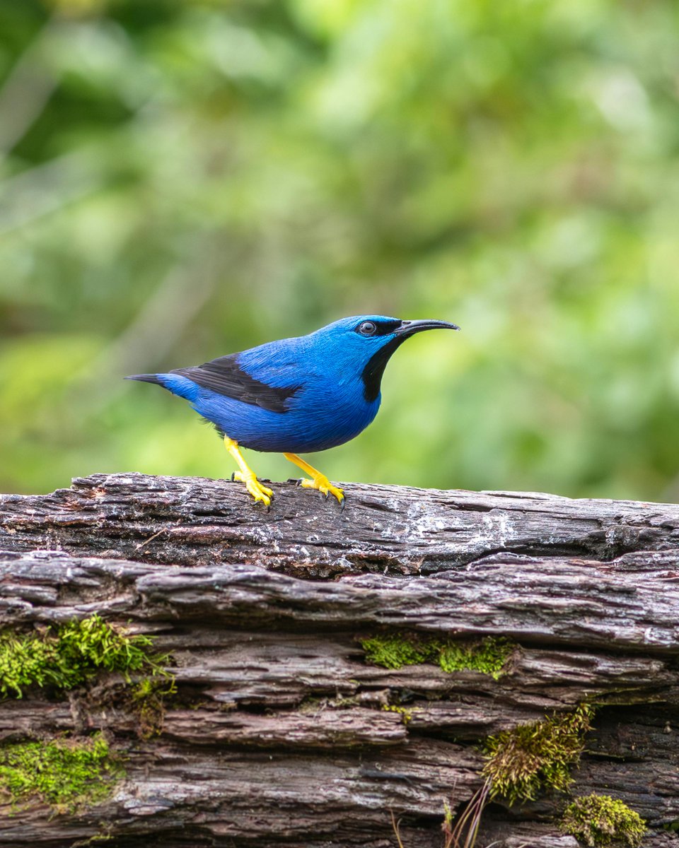 A male shining honeycreeper perched on a log in Panama. 🇵🇦

#NaturePhotograhpy #birds