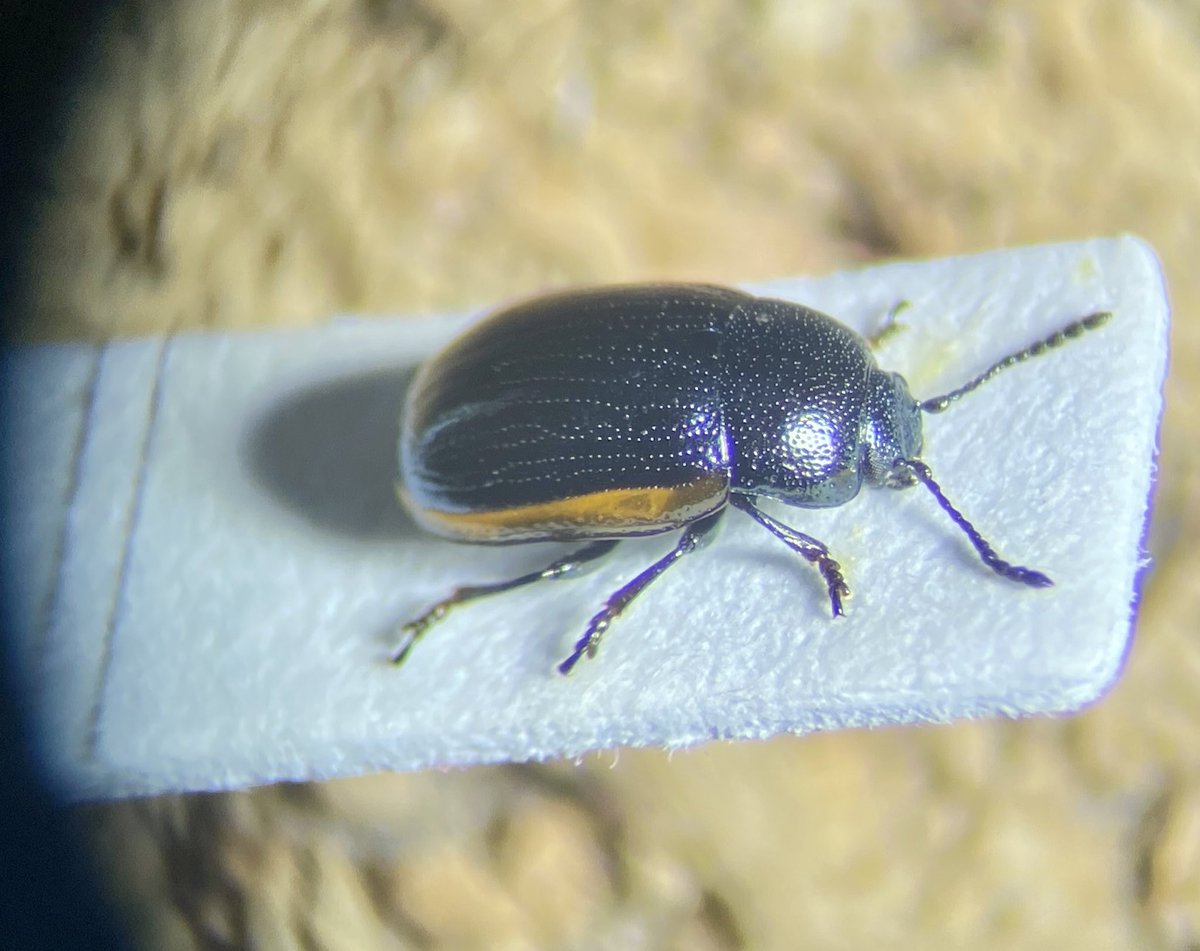 Hydrothassa glabra, quite a scarce beetle here in the East Midlands, this from unimproved hay meadow earlier today @ColSocBI #Chrysomelidae