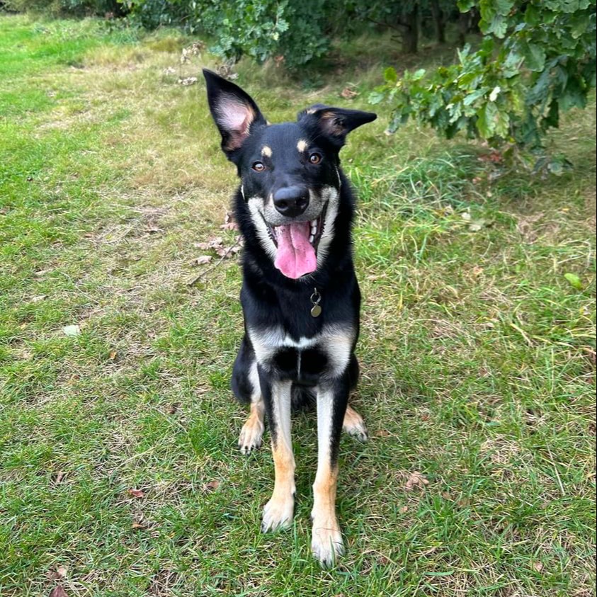 Freddie was handed over to @DT_Leeds when he was 8 weeks old 💛 He quickly found his forever home and just over a year later, is living his best life! He loves chasing balls on the beach! He found his perfect match with his new owners and we couldn't be happier for him 🐶