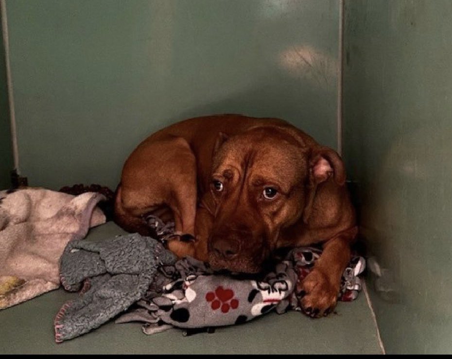 🆘🆘BOWSER🆘🆘 #NYCACC KILL☠️COMMAND Just arrived Owner surrender “Allergies?” 🏡trained Shy w/strangers, playful w/other🐶tolerates kids Terrified in cage/luvs being outside #PLEDGE #FOSTER 📧nycdogslivesmatter@gmail.com DM @notthesameone2 #196307. 1yr #SAVE THE PUPPIES