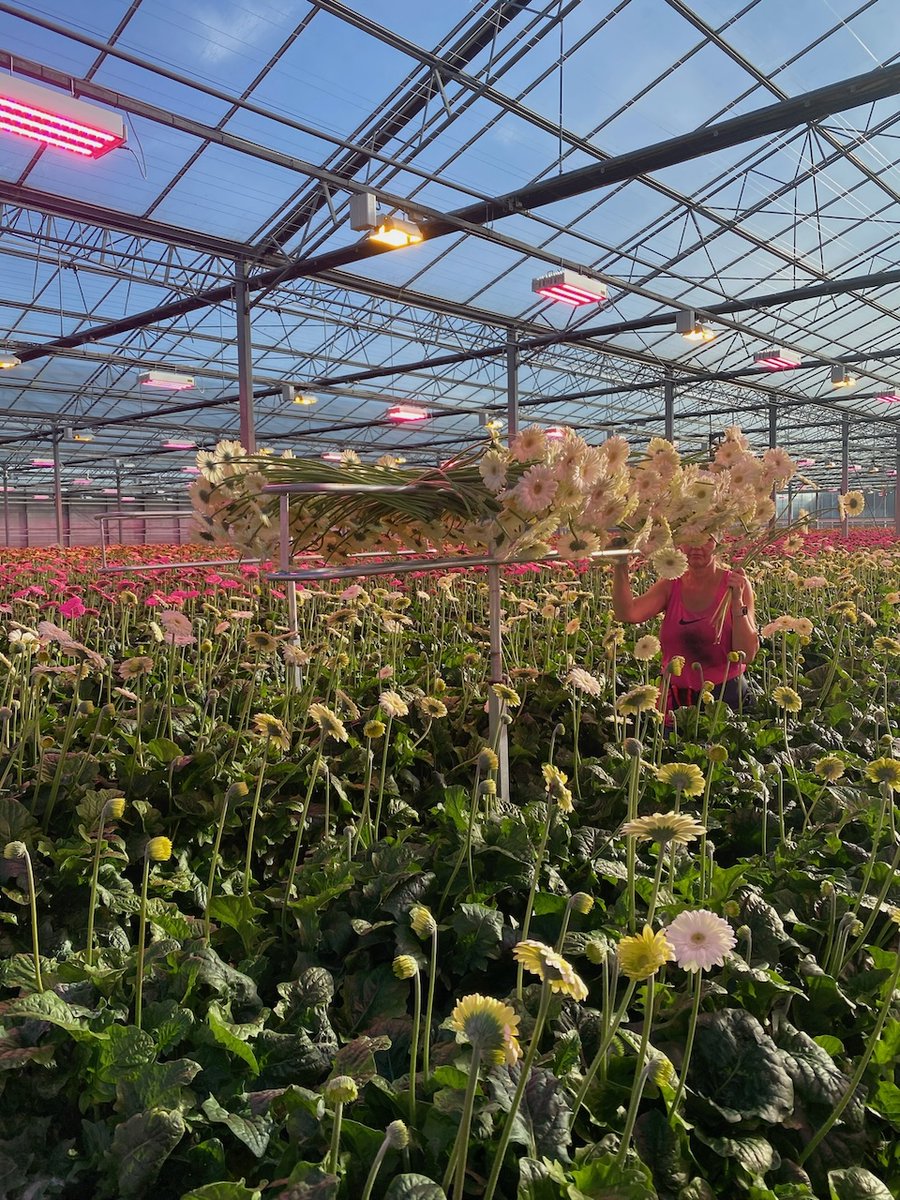 Behind the scenes: Here is a grower in Holland picking these stunning Gerbera stems. 
#HoekFlowers #Hertfordshire #HemelHempstead #MaplesFlowers