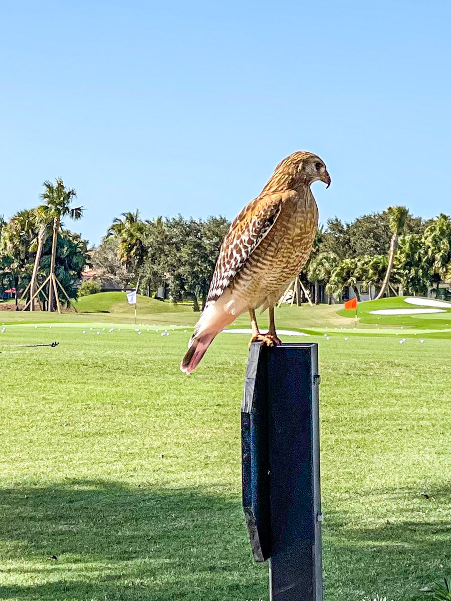 Today's #NationalBirdDay is brought to us by David Buckner! Thank you, David, for sharing this great photo! #LifeAtIbis