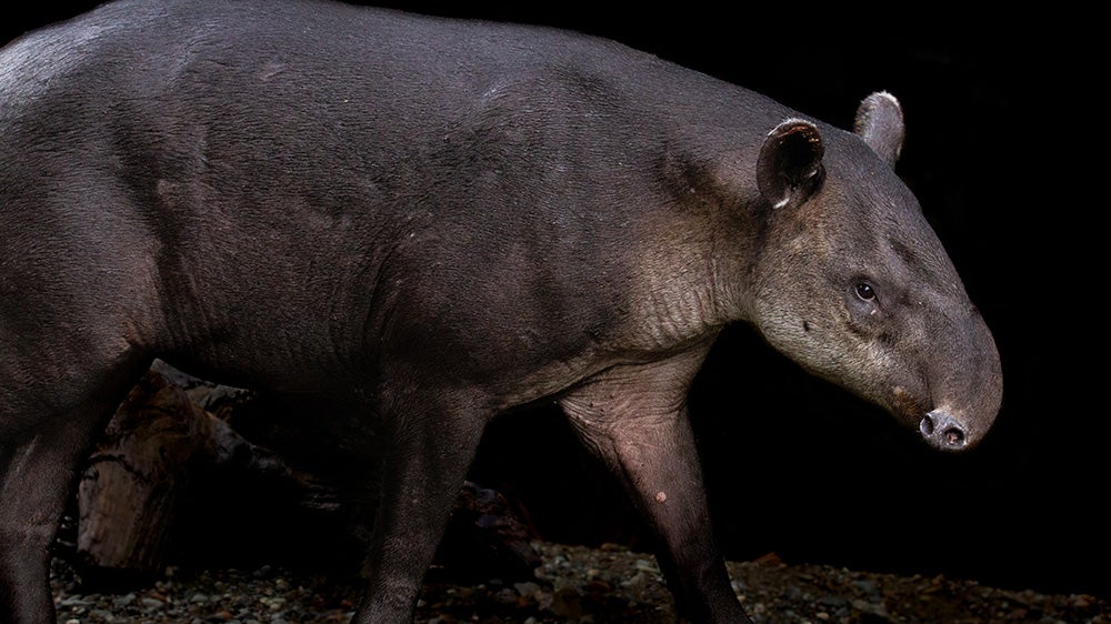 Tapirs, also known as the “gardeners of the forest,” depend on forests and forests depend on them. 🤝🌳 🔗 Learn how forest conservation methods and good road signs are helping Costa Rica’s tapirs rebound: wrld.bg/Czvk50QtLYN #BiodiversityDay