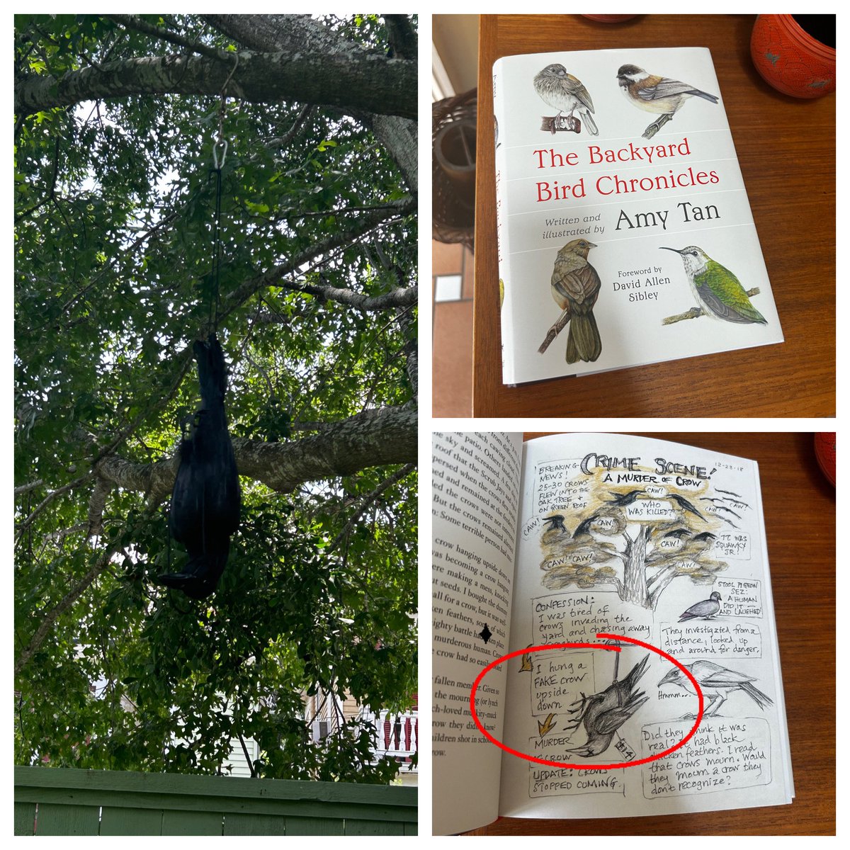 When I bought my mom @AmyTan’s book on birds for her b-day, I could not have foreseen this outcome. Fake dead crow brought to you by Amazon. 💀 #amytan #thebackyardbirdchronicles