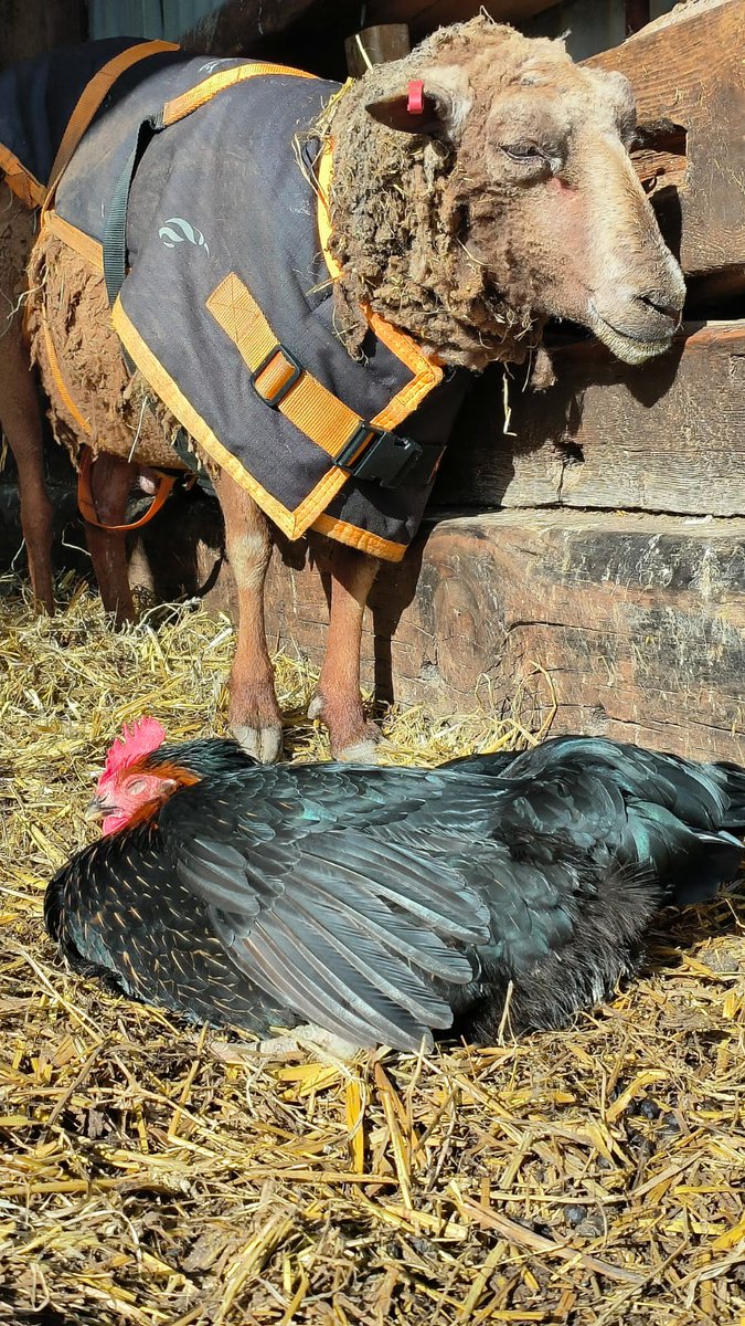 #ChipSheep & #StellaChicken just hanging out on a #Saturday afternoon... 🤗🐑🐔

Young or old, feathered or woolly, they all count. They're all entitled to their lives, to kindness & consideration, & to protection from harm 🙏🥰

#AllLivesArePrecious
#VeganForThem
#FriendsNotFood