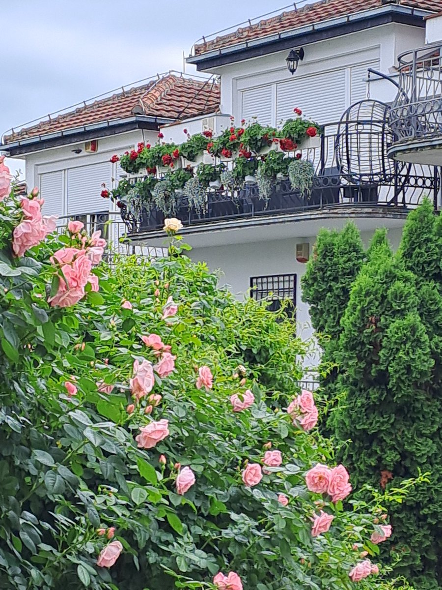 Голямата радост от малката градинка!😍
#Belgrade
#WaterfallOfRoses
#BeautifulBalcony