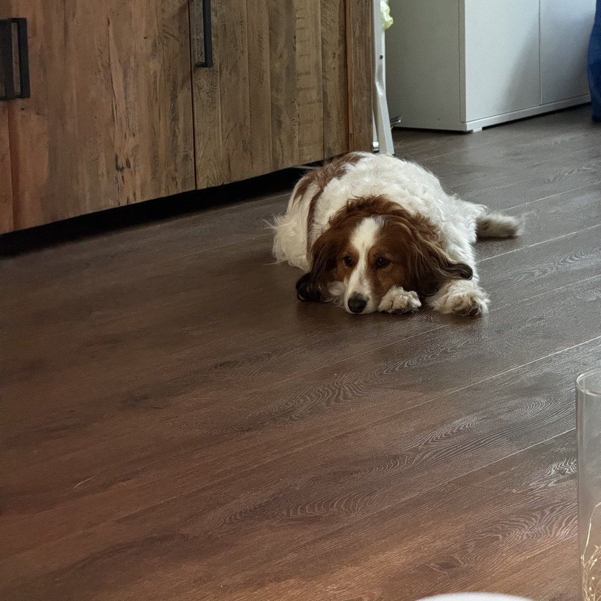 Ook de hond was 2 minuten stil..