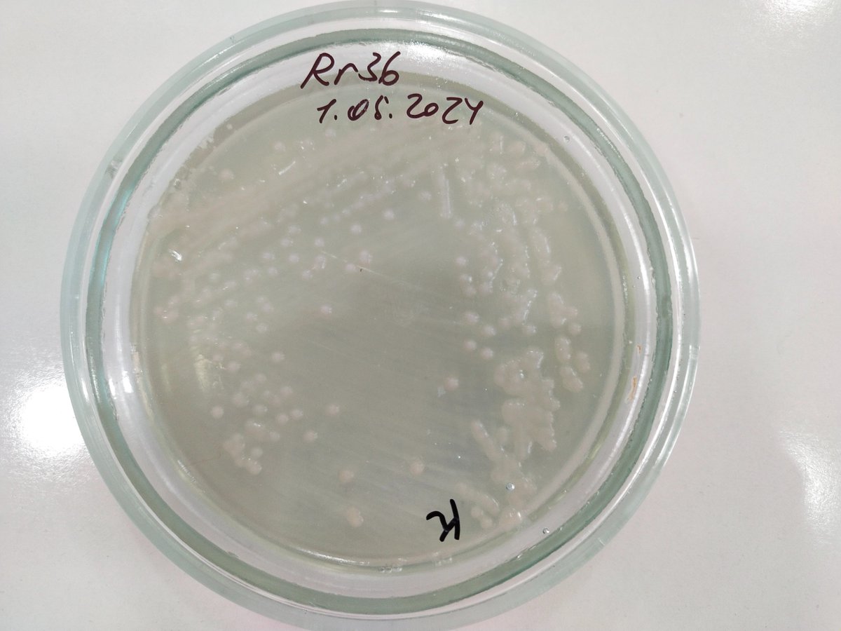 Shu bakteriya shtammini o‘rganyapmiz: Rhizobium radiobacter 36.