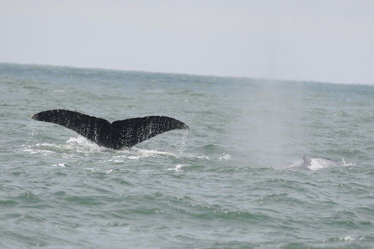 Humpbacks by the Golden Gate Bridge. Read the full story here: buff.ly/3sYpxPt
Photo by @whalegirlorg⁠
This is an encounter from 2018
#WhaleTales