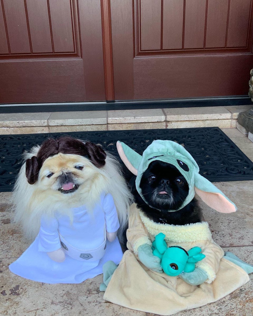 #starwarsday May de paws be wif you!🚀 #maythe4thbewithyou Cali Leia & Grogu Sammy 

#starwars #maythefourthbewithyou #princessleia #maythepawsbewithyou #caligurl #
 #starwarsdog #sweetsammy #babyyoda #grogu #fyp #fypシ #dog #dogs #lilcaligurl #lilcaliroll #sweetsammy #rescuedog