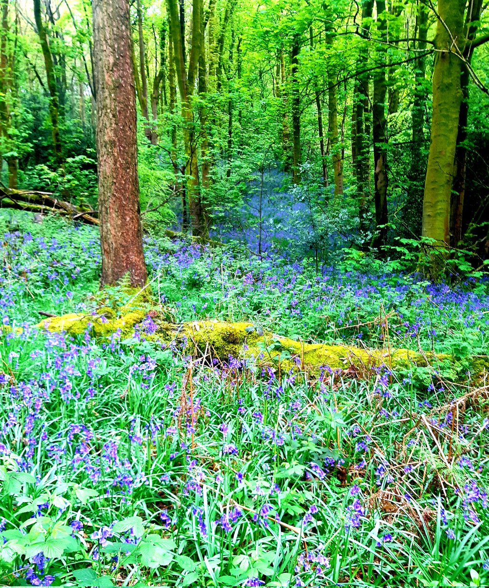 Beautiful Bluebells! Hope you all have a lovely bank holiday weekend.