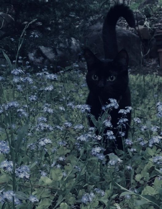 「黒猫 植物」のTwitter画像/イラスト(新着)