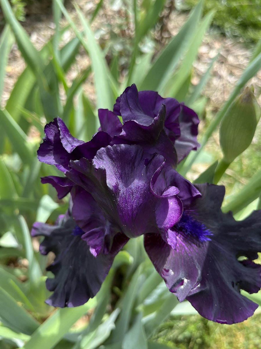The deep almost black iris bloomed