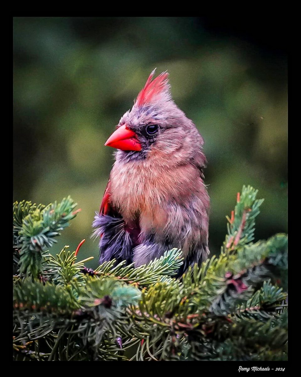 'NORTHERN FRIENDS' instagram.com/p/C6jk0HdRpsy/… #NorthernRedCardinal #Spring #BirdPhotography #OntarioParks #Canada #PicOfTheDay