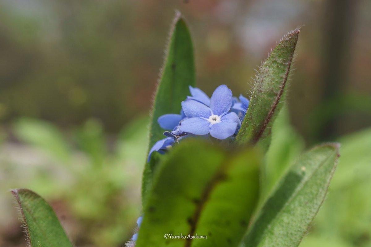 勿忘草さん♪
ひょこっと顔を出していました(´∀｀*)

#勿忘草 #ワスレナグサ #forgetmenot #青い花 #春 #春の花 #flowers #flowerphotography #nature #naturephotography