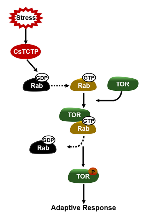 tk_ozawa's tweet photo. Great work by Chen, Zhou et al. (2024) on determining that #Cucumber translationally controlled tumor protein (CsTCTP) interacts with a small GTPase (CsRab11A) and promotes activation of #PlantTOR in response to fungal pathogen, #Podosphaera xanthii.
🔗https://t.co/PeFFfQsJA5 https://t.co/CXgmSFoqPf