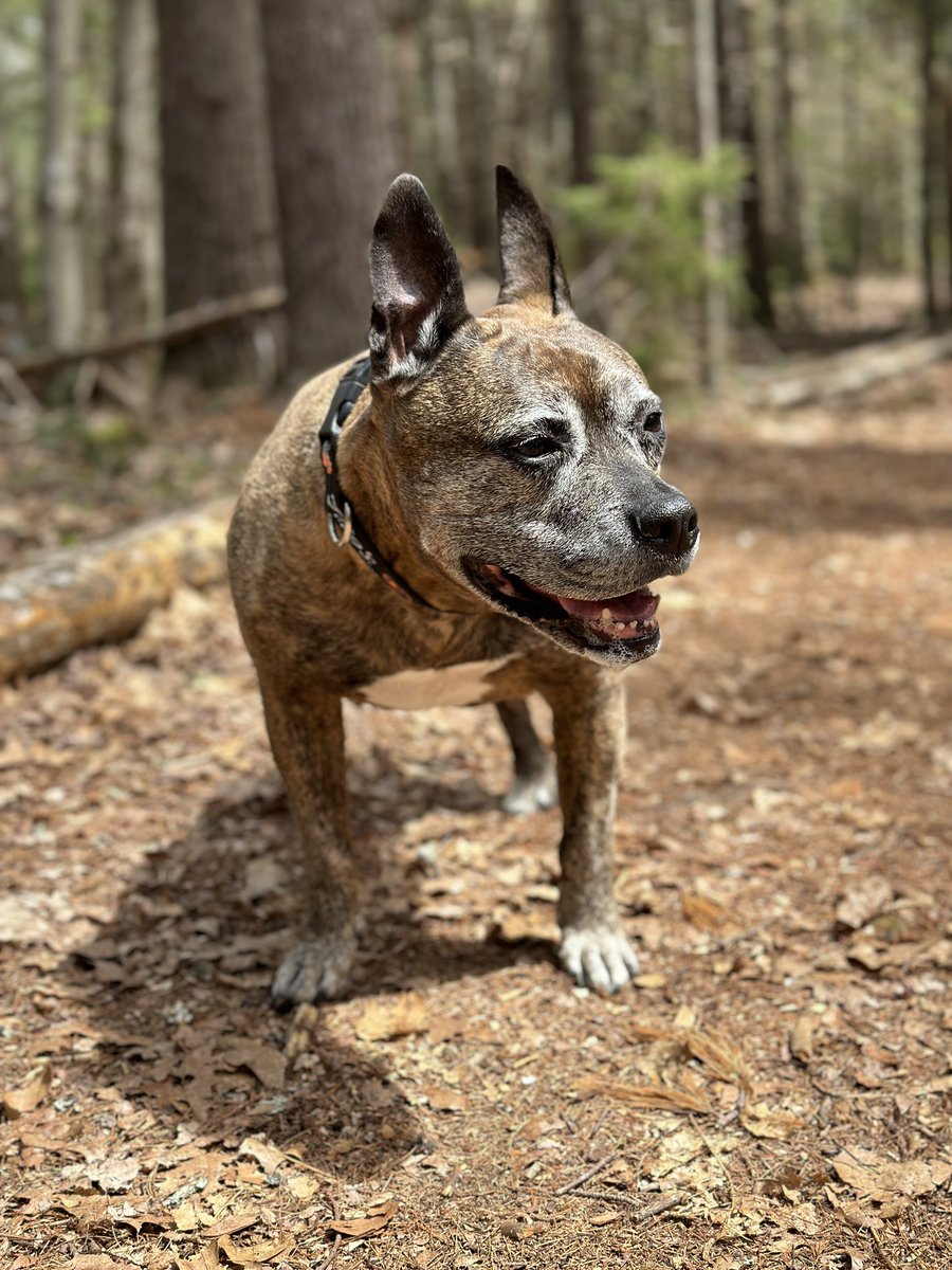 Look who I just went on a walk with ! My baby girl 🐾got back about 1:30am ! What a beautiful walk we had. Hope everyone is enjoying their Saturday 🌹#dogsthathike #adoptashelterdog