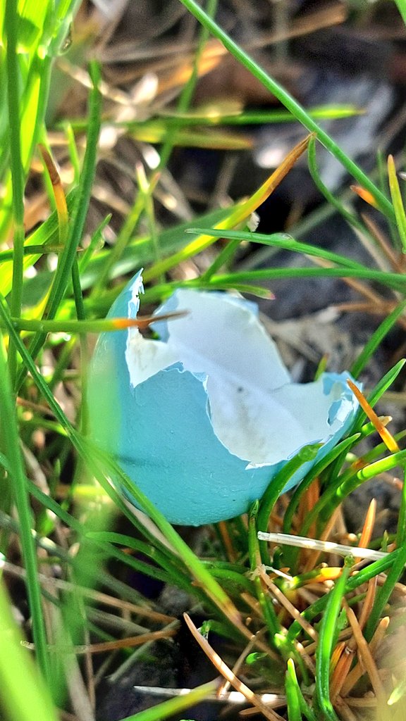 Show me a random photo for the weekend challenge. 📸

Mine.. 👇🏼 There is a happy American robin family somewhere around here.. 😍

#NilaPix #Random #American #Robin #Birds #Eggshell #Shell #Blue #Egg #Backyard