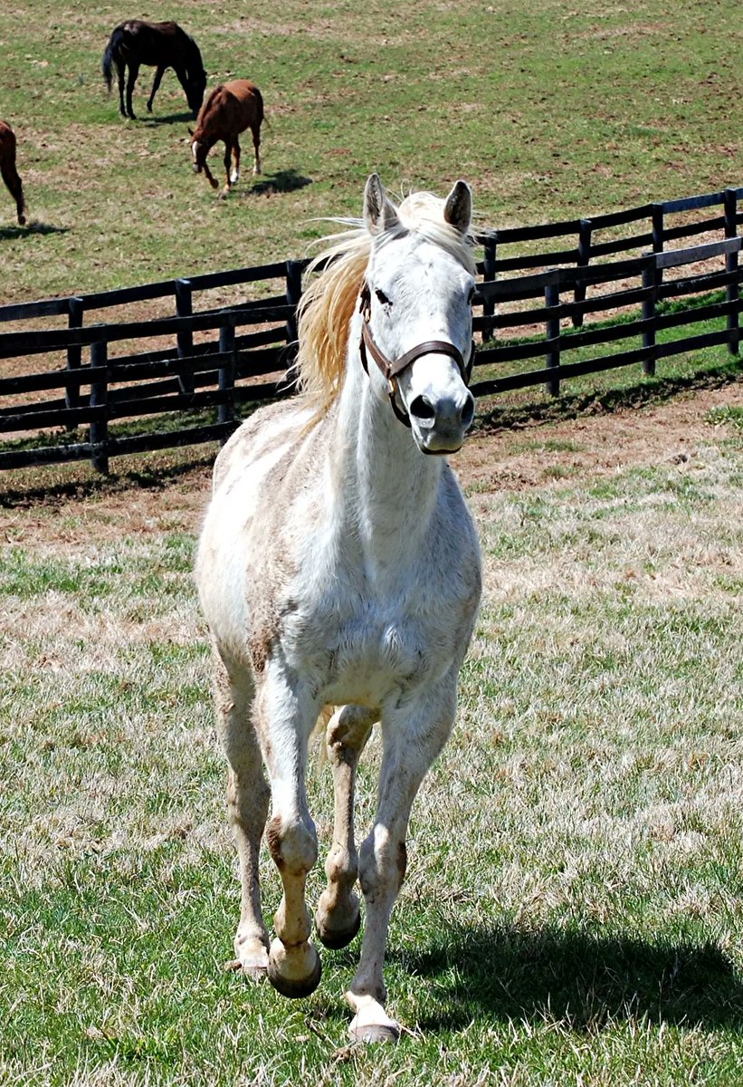 1997 Kentucky Derby Champion Silver Charm Enjoys Retirement at Old Friends Farm

As the founder and retired leader of Old Friends, the Thoroughbred retirement farm in Georgetown, Ky. that is home to S...... tinyurl.com/2568brrk #sportswriters
