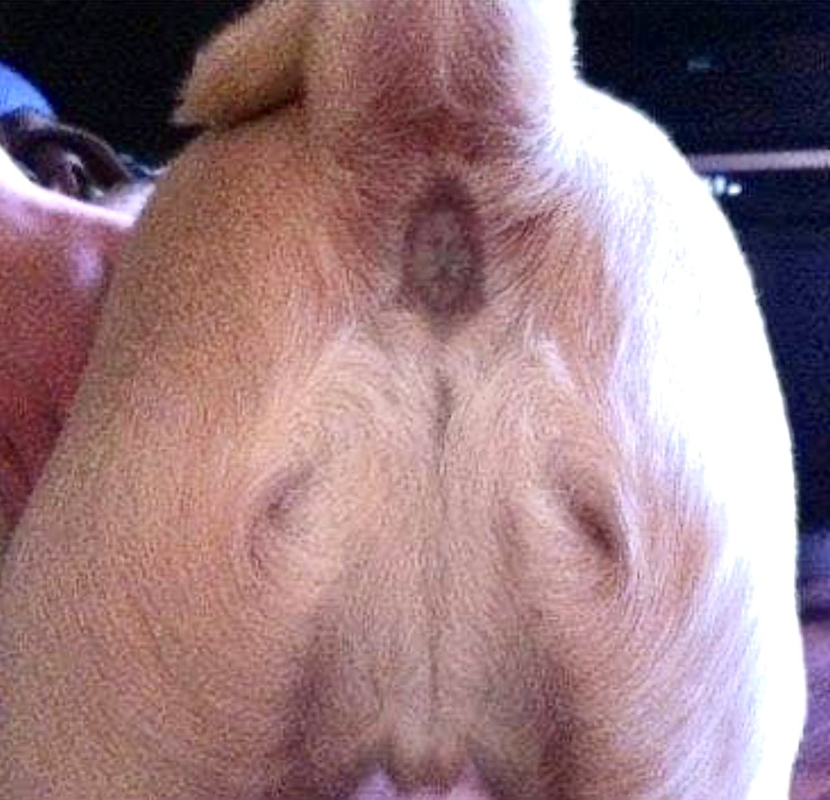 The power of holy anus compels you to buy more #Doge