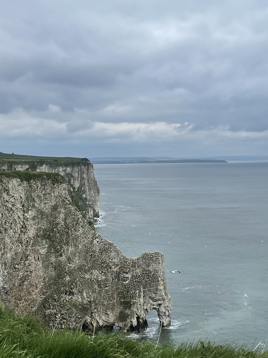 amybooth896's tweet photo. Perfect Saturday afternoon at RSPB Bempton looking for puffins👌🏻🌊 https://t.co/fMy82xxFCK