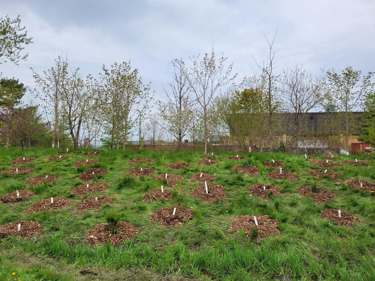 Thank you so much for planting with us today at Norm Jary Park. The big trees behind were planted by Rockway students with Moritz in 2010.