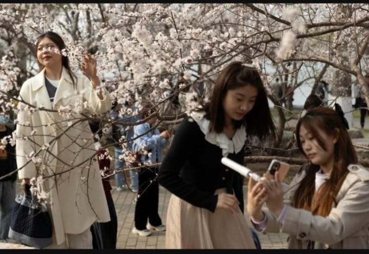 春の到来とともに、日本、アメリカ、中国など多くの国で桜が咲きます。 通信社からの写真に映る魅力的な桜の風景 ロイター通信❤️💜
