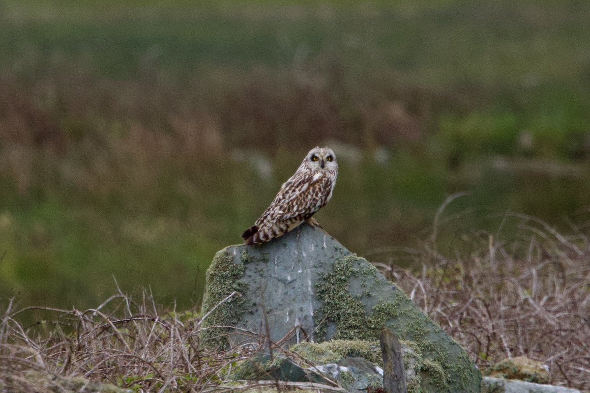 RSPB Cors Ddyga: Drake Garganey, 4 Whimbrel, 12 Dunlin, Yellow Wagtail, c20 White Wagtail and my first screaming Swifts of the year. The Range: No sign of the ST Lark in two hours this morning. A Short-eared Owl last night. #Anglesey