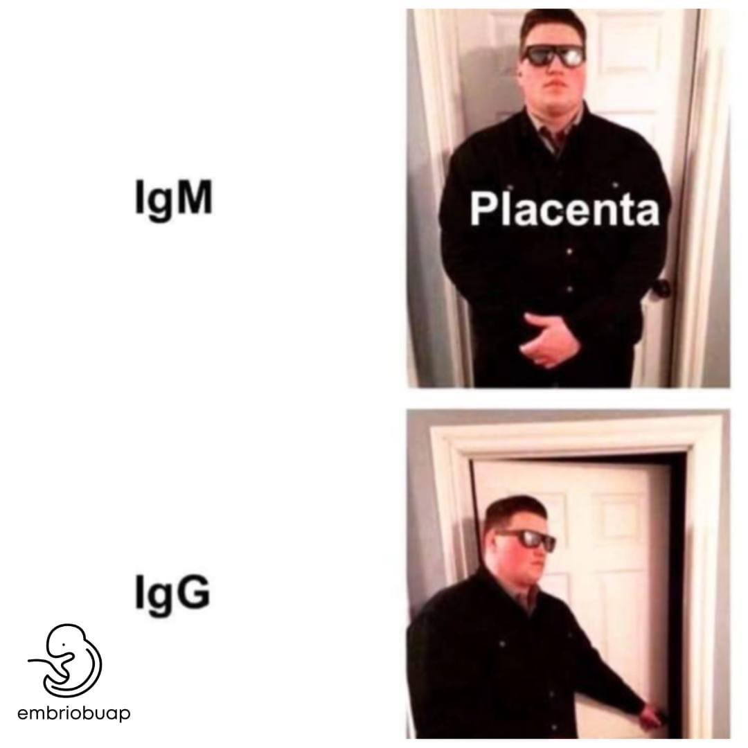 EmbrioBUAP's tweet photo. Recuerda que la única Ig capaz de pasar la barrera placentaria es la IgG☝🏼🤓 https://t.co/vgUV4mt4s5