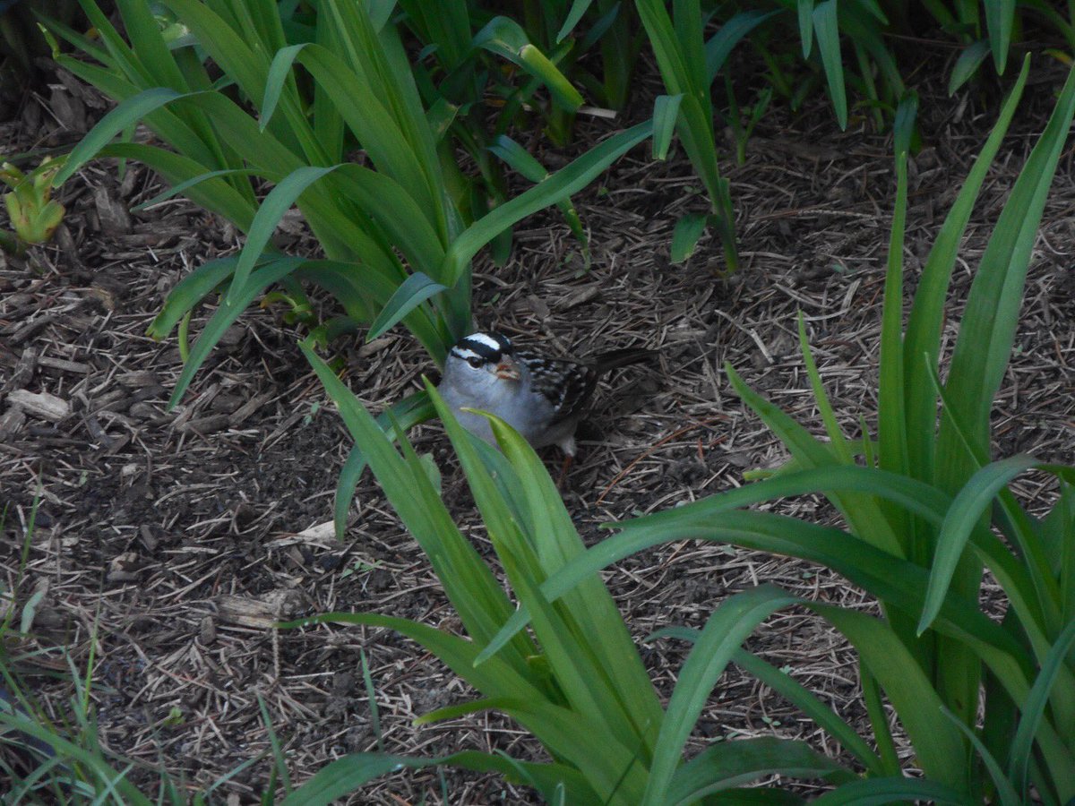 Whilst working in the garden this morning, I was serenaded by this visiting white-crowned sparrow.