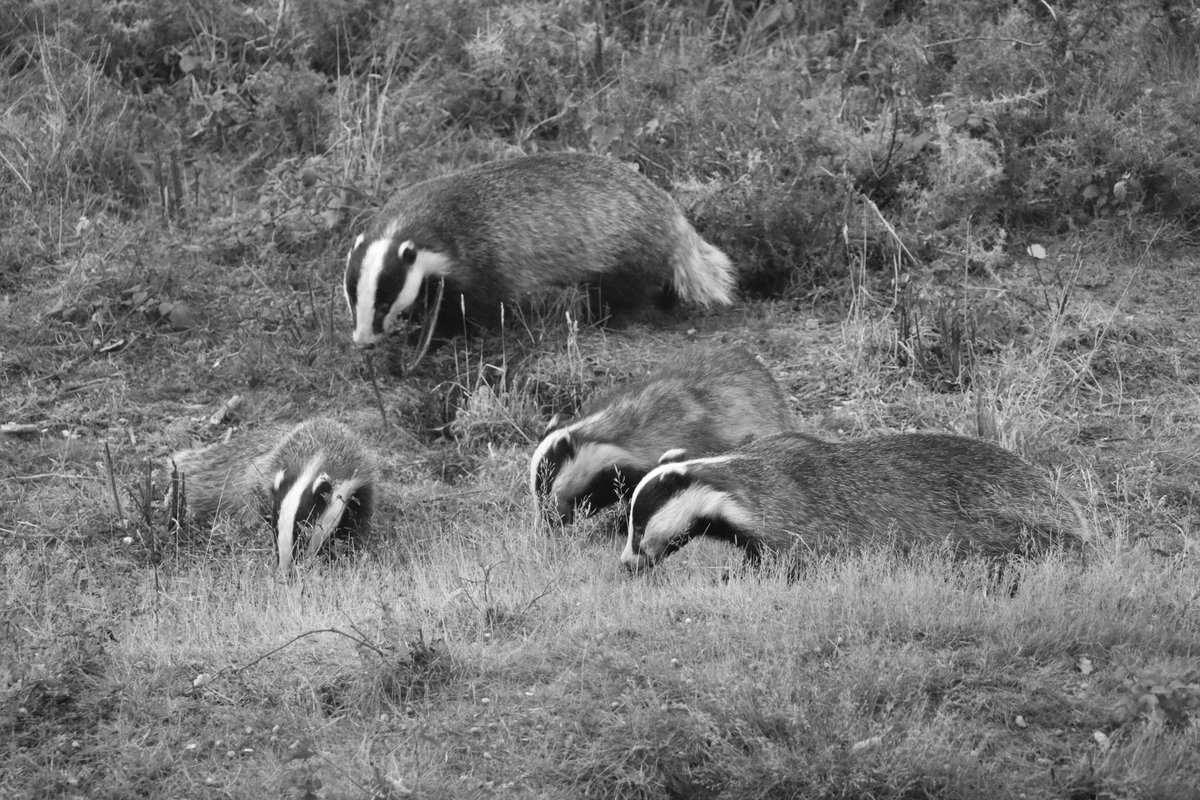 Grab some popcorn and settle in to watch our wildlife webcams! We've got badgers, owls, bats and more! Be warned - it's addictive viewing... 📹😊 wildlifetrusts.org/webcams